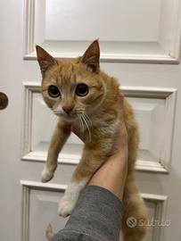 Dustin, gattino arancione in ADOZIONE