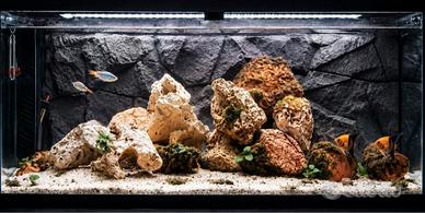 Acquario 