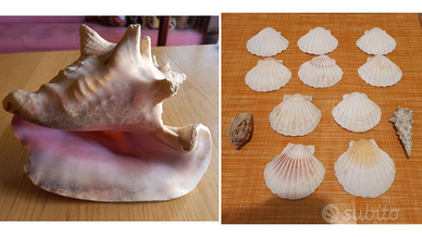 Conchiglie