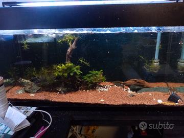 Acquario completo