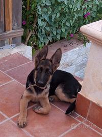 Cucciola pastore tedesco