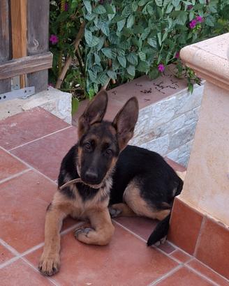 Cucciola pastore tedesco