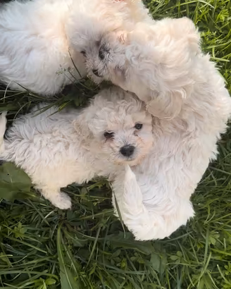 Bichon maltese