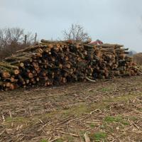 legna in tronchi
