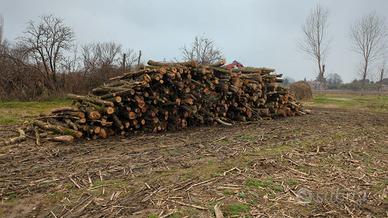 legna in tronchi