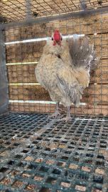 Galline barbute