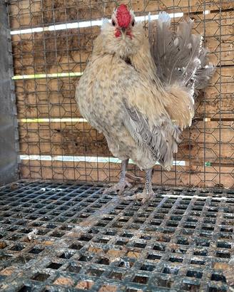 Galline barbute