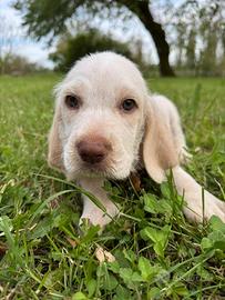 Spinone Italiano