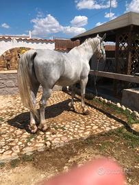 Cavallo KWPN