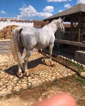 Cavallo KWPN