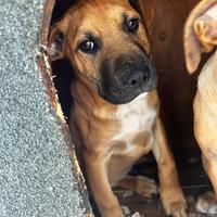 Cane taglia media