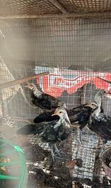 Galline e tacchini