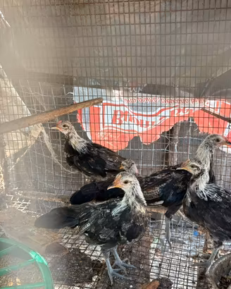 Galline e tacchini