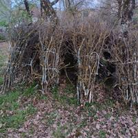  fascetti di carpino,olivo,olmo, quercia ecc