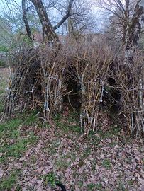  fascetti di carpino,olivo,olmo, quercia ecc