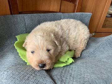 Cucciolo di cane