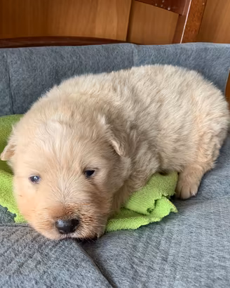Cucciolo di cane