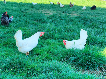 Livornese bianca gallina ovaiola giovane