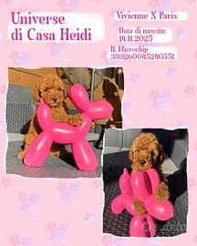 Barboni (barboncini) rosso fulvi con pedigree ENCI