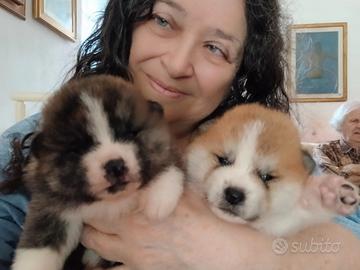 Akita cuccioli