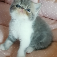 Gattini exotic shorthair. Prenotolo. Carattere aff