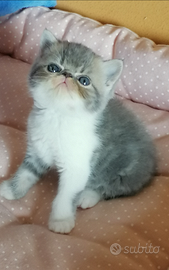 Gattini exotic shorthair. Prenotolo. Carattere aff
