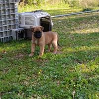 Pastore Belga Malinois