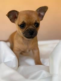 Chihuahua