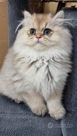 Gattino british longhair