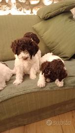 Lagotto romagnolo
