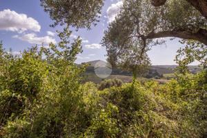 TER. AGRICOLO A PALOMBARA SABINA