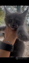 Cuccioli Maine coon blue