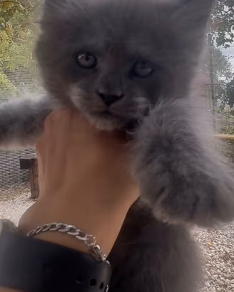 Cuccioli Maine coon blue