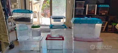 Box per piccoi rettili e migali
