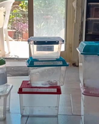 Box per piccoi rettili e migali