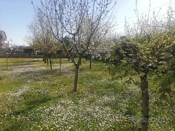 PA154562MR Bicamere con giardino