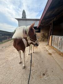 Quarter horses
