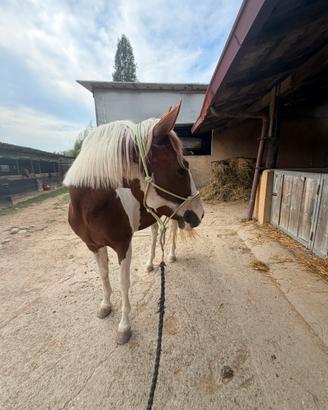 Quarter horses