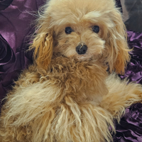 Barboncina Minitoy Gioiello