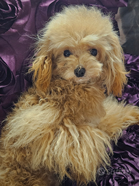 Barboncina Minitoy Gioiello