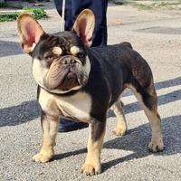 Bulldog francese