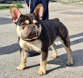 Bulldog francese