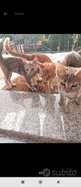 Gattini