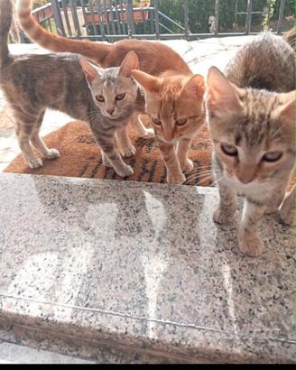 Gattini