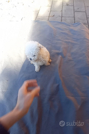 Barboncino bianco cucciolo mini toy