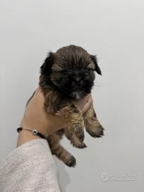 Shih Tzu
