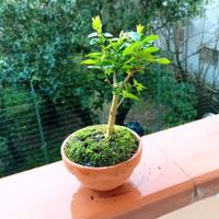 mini bonsai di mirtillo 