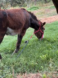 Asino domato castrone