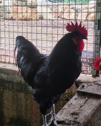 Galline ornamentali Australorp