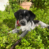 Ciotto cucciolo bracco